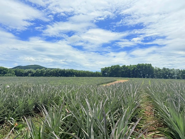 Hiện c&oacute; 17 x&atilde; tr&ecirc;n to&agrave;n tỉnh đăng k&yacute; trồng dứa