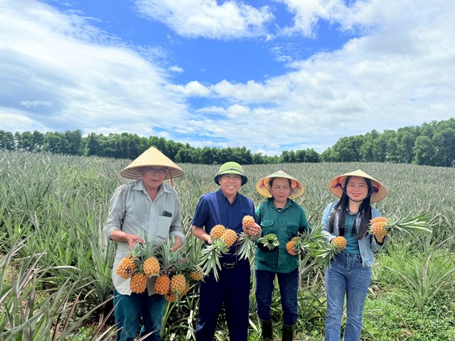 D&ugrave; năng suất chưa được như kỳ vọng nhưng cho thấy được hiệu quả kinh tế từ c&acirc;y dứa mang lại