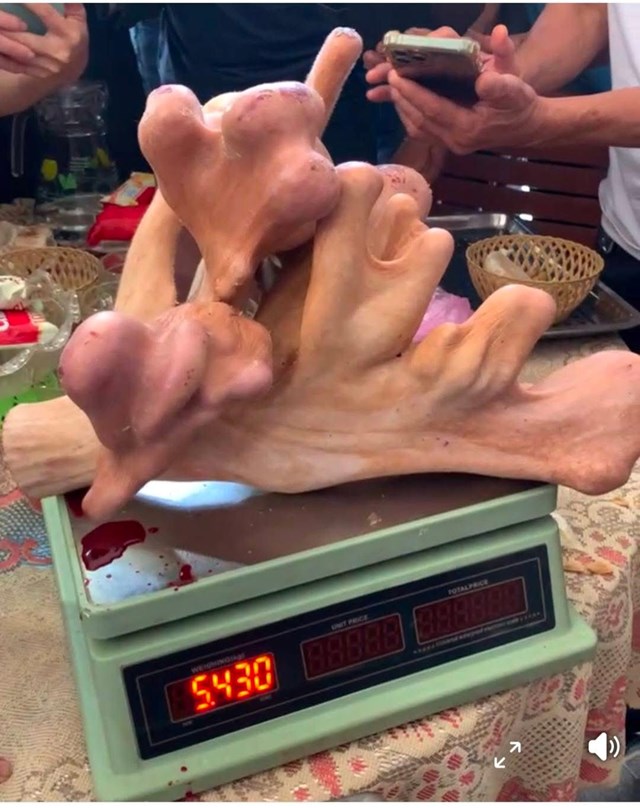 Cặp nhung hươu khủng vừa được thu hoạch xong