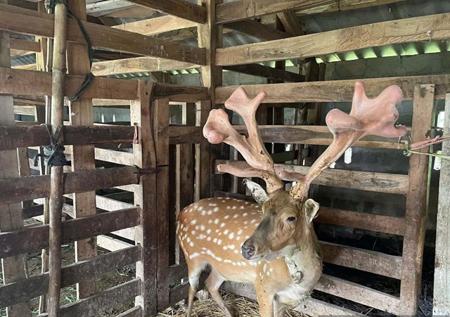 &nbsp;Thu hoạch cặp nhung hươu &ldquo;khủng&rdquo; nặng hơn 5,4kg