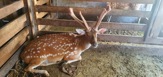 Hươu sao H&agrave; Tĩnh khẳng định vị thế đứng đầu cả nước