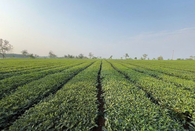 X&iacute; nghiệp Ch&egrave; 20/4 hiện nay c&oacute; 150ha ch&egrave; đang cho thu hoạch