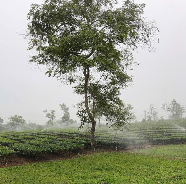 Hệ thống v&ograve;i bơm tự động được lắp đặt để thuận tiện cho việc tưới ti&ecirc;u