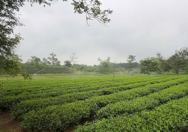 Việc cung cấp đủ nước gi&uacute;p c&acirc;y ch&egrave; chống chọi được với thời tiết khắc nghiệt cũng như đảm bảo năng suất&nbsp;