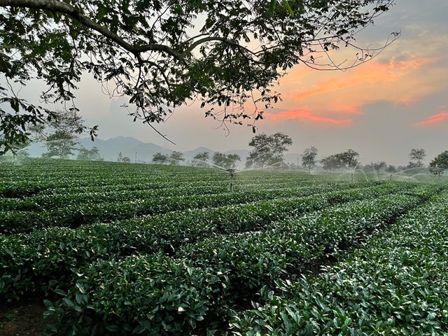 Ng&agrave;y từ s&aacute;ng sớm, người d&acirc;n đ&atilde; phải thức dậy tưới ch&egrave; chống hạn giữa thời tiết n&oacute;ng bức của H&agrave; Tĩnh