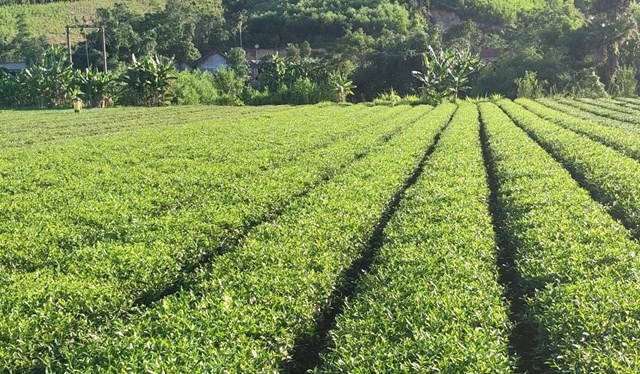 C&acirc;y ch&egrave; ph&ugrave; hợp với điều kiện kh&iacute; hậu ở nơi đ&acirc;y