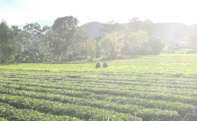 Cây chè mở hướng phát triển kinh tế bền vững cho người dân xã Sơn Hồng - Ảnh 1