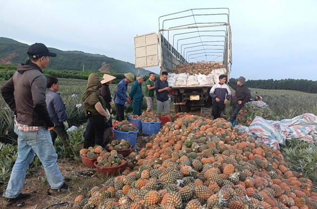 Dứa được C&ocirc;ng ty thu mua tận ruộng n&ecirc;n người d&acirc;n kh&ocirc;ng phải lo đến đầu ra của sản phẩm
