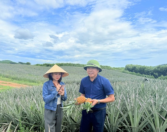 &Ocirc;ng Trương Xu&acirc;n H&agrave; tổ trưởng THT một trong những người đi đầu trong m&ocirc; h&igrave;nh trồng dứa tại H&agrave; Tĩnh