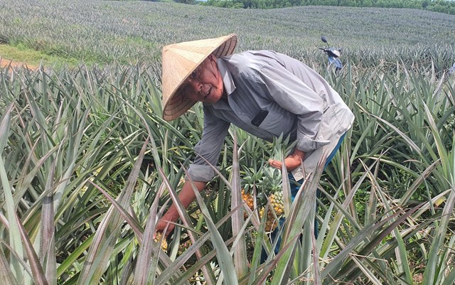 D&ugrave; mới ch&iacute;n b&oacute;i chưa đạt năng suất cao nhưng cho thấy trồng dứa mang lại hiệu quả kinh tế cao