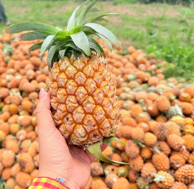 Dứa li&#234;n kết – M&#244; h&#236;nh n&#244;ng nghiệp kiểu mới ở H&#224; Tĩnh - Ảnh 1