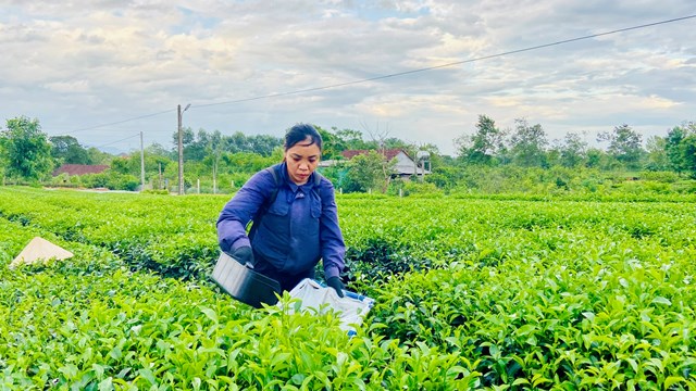 Nhờ cắt m&aacute;y m&agrave; việc h&aacute;i ch&egrave; nh&agrave;n hơn hẳn