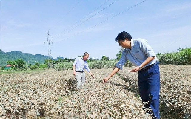 Ch&egrave; Nghệ An thiệt hại nặng sau mưa lũ v&agrave; nắng n&oacute;ng cực đoan
