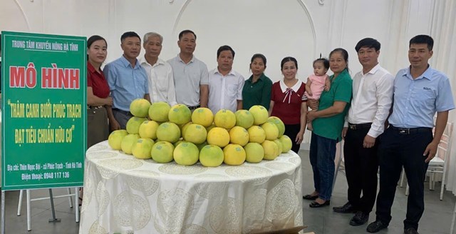 Địa phương đ&atilde; th&agrave;nh lập một&nbsp;tổ hợp t&aacute;c sản xuất bưởi hữu cơ