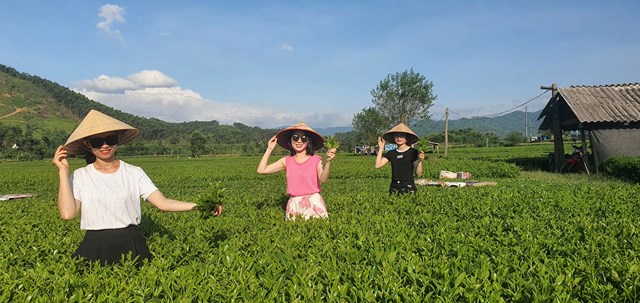 Du kh&aacute;ch c&oacute; thể trải nghiệm h&aacute;i ch&egrave; c&ugrave;ng với b&agrave; con nơi đ&acirc;y