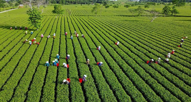 Đồi ch&egrave; thu h&uacute;t đ&ocirc;ng đảo lượng du kh&aacute;ch khắp nơi đổ về, nhất l&agrave; học sinh sinh vi&ecirc;n, hay l&agrave; địa điểm chụp ảnh cưới l&yacute; tưởng của c&aacute;c cặp đ&ocirc;i.