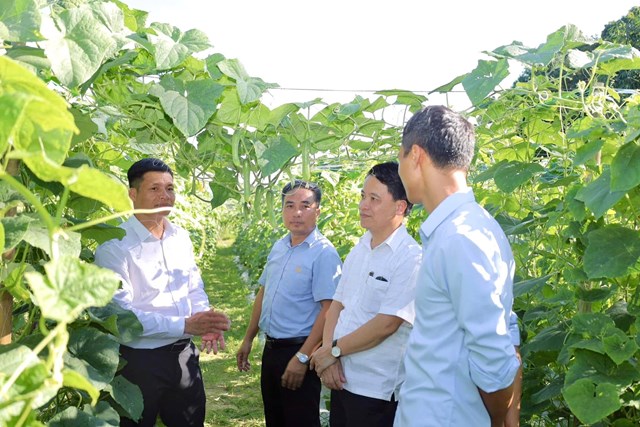 Tổ hợp t&aacute;c trồng rau hữu cơ tại th&ocirc;n Ho&agrave;ng Nam