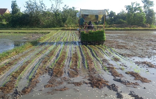 M&aacute;y cấy vừa tiết kiệm giống v&agrave; nh&acirc;n c&ocirc;ng xuống ruộng
