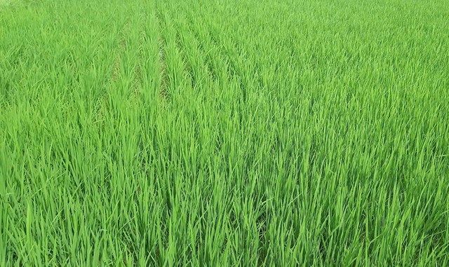 Đ&acirc;y được xem l&agrave; hướng đi ph&ugrave; hợp với qu&aacute; tr&igrave;nh t&aacute;i cơ cấu ng&agrave;nh n&ocirc;ng nghiệp