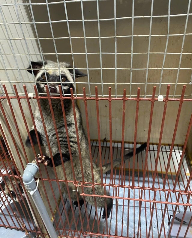 Chồn hương dễ nu&ocirc;i, c&oacute; sức đề kh&aacute;ng cao, &iacute;t dịch bệnh
