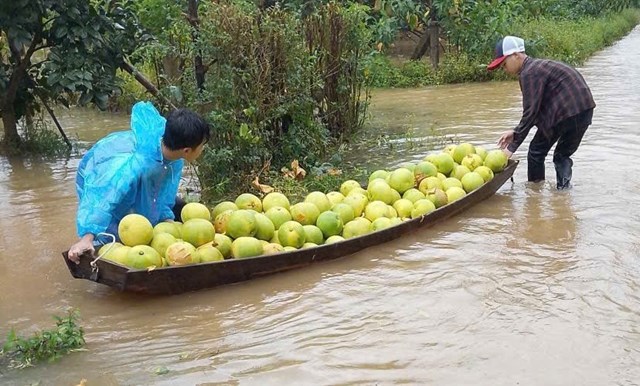 Người d&acirc;n x&atilde; Ph&uacute;c Trạch phải d&ugrave;ng thuyền thu hoạch bưởi, vớt v&aacute;t ch&uacute;t t&agrave;i sản của m&igrave;nh trước khi bị nước lũ nhấn ch&igrave;m