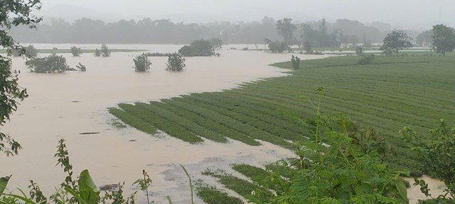 Hoa m&agrave;u của b&agrave; con bị nước lũ nhấn ch&igrave;m