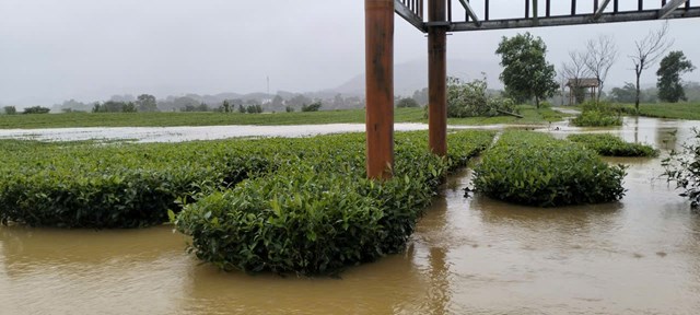 Nếu diện t&iacute;ch n&agrave;y bị ngập l&acirc;u c&acirc;y ch&egrave; rất dễ bị thối rễ dẫn đến h&eacute;o &uacute;a v&agrave; chết nếu kh&ocirc;ng được chăm s&oacute;c đ&uacute;ng c&aacute;ch