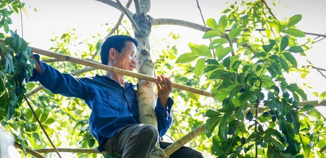 Thu h&aacute;i tr&aacute;m cũng kh&aacute; vất vả, v&igrave; c&acirc;y tr&aacute;m vừa cao, quả lại đen, nhỏ kh&oacute; thấy