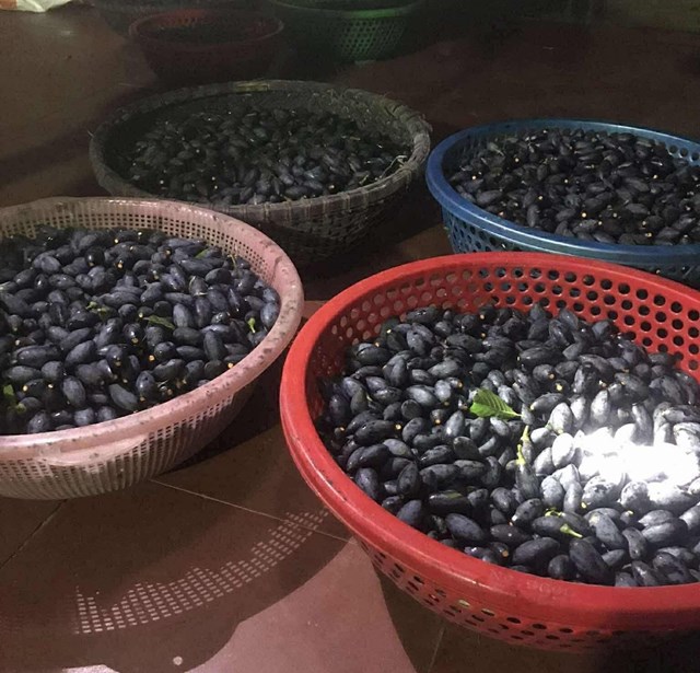 Thương l&aacute;i t&igrave;m đến thu mua tại vườn