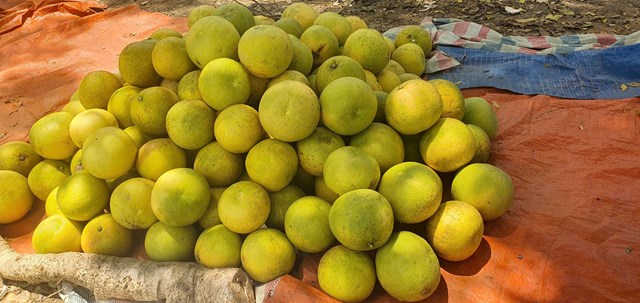 Phi&#234;n chợ “độc nhất v&#244; nhị” chỉ b&#225;n bưởi Ph&#250;c Trạch ở H&#224; Tĩnh - Ảnh 3