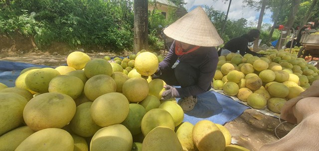 Chị H&agrave; cho hay bưởi năm nay được mua nhưng lại rớt gi&aacute;
