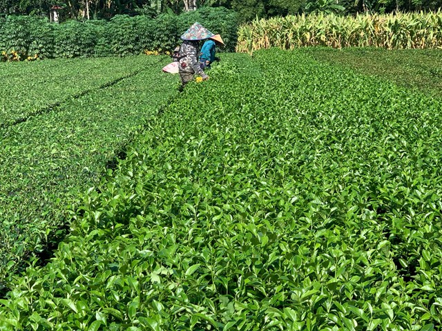 Theo b&agrave; B&ugrave;i Thị Hiền, sau khi nước r&uacute;t ch&uacute;ng t&ocirc;i vội v&agrave;ng nhặt r&aacute;c vệ sinh c&acirc;y ch&egrave; khỏi b&ugrave;n non b&aacute;m, nhờ vậy kh&ocirc;ng ảnh hưởng đến năng suất của c&acirc;y ch&egrave;