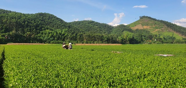 D&ugrave; kh&ocirc;ng phải ch&iacute;nh vụ nhưng c&acirc;y ch&egrave; vẫn đang cho năng suất cao hơn so với mọi năm