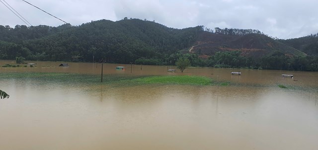 H&agrave;ng trăm ha ch&egrave; của người d&acirc;n x&atilde; Sơn Kim 2, Sơn T&acirc;y chị nhấn ch&igrave;m trong biển nước