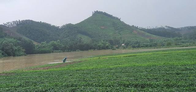 Tranh thủ nước xuống c&aacute;c hộ trồng ch&egrave; đang k&eacute;o nhau ra đồng để dọn sạch kh&ocirc;ng đến khi nước r&uacute;t r&aacute;c b&aacute;m l&ecirc;n c&acirc;y ch&egrave; sẽ ảnh hưởng đến năng suất, cũng như ảnh hưởng đến việc ph&aacute;t triển của c&acirc;y.