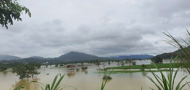 Diện t&iacute;ch ch&egrave; hiện chưa kịp thu hoạch của người d&acirc;n xem như lứa n&agrave;y mất trắng