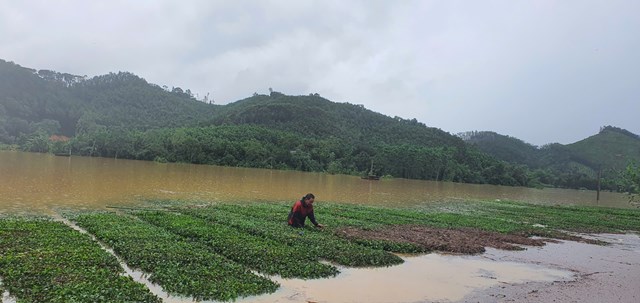 &Ocirc;ng Nguyễn Văn Dương, x&atilde; Sơn T&acirc;y phải thức dậy từ s&aacute;ng sớm để canh nước xuống nhanh ch&oacute;ng dọn r&aacute;c cho c&acirc;y ch&egrave;. Theo &ocirc;ng Dương th&igrave; từ khi tr&ocirc;ng ch&egrave; đến nay đ&acirc;y l&agrave; lần đầu ti&ecirc;n m&agrave; cả c&aacute;nh đồng ch&egrave; hơn 1ha của gia đ&igrave;nh bị ngập s&acirc;u như thế n&agrave;y. May lứa n&agrave;y gia đ&igrave;nh đ&atilde; kịp thu hoạch kh&ocirc;ng chỉ c&oacute; mất trắng.