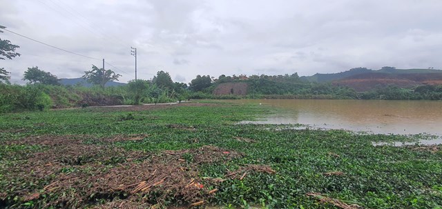 Nước bắt đầu r&uacute;t xuống r&aacute;c thải từ mặt nước bắm chặt l&ecirc;n tr&ecirc;n c&acirc;y ch&egrave;, khiến cho c&aacute;nh đồng trở n&ecirc;n nham nhở