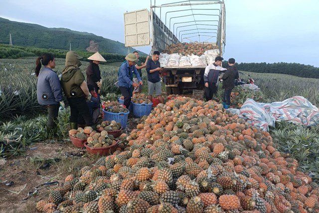 M&ocirc; h&igrave;nh trồng dứa mang lại hiệu quả kinh tế cho b&agrave; con n&ocirc;ng d&acirc;n