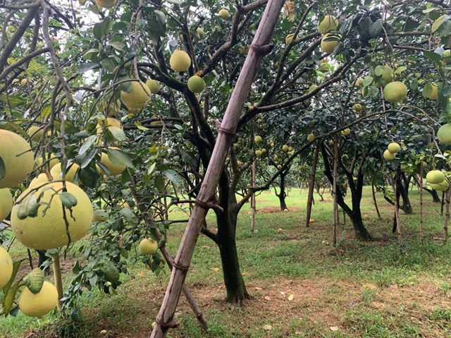 Bưởi Ph&uacute;c Trạch mang lại hiệu quả kinh tế cao cho b&agrave; con nh&acirc;n d&acirc;n