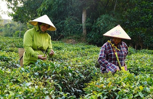 Đ&acirc;y được xem l&agrave; hướng đi mới cho nền n&ocirc;ng nghiệp ở x&atilde; Như Xu&acirc;n