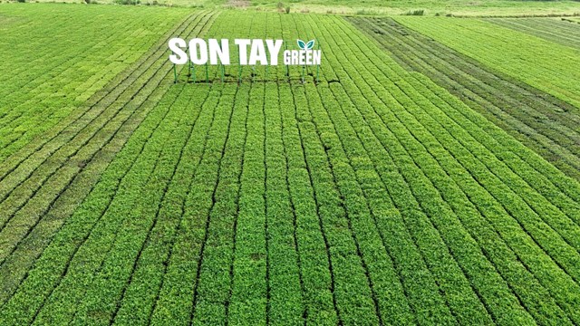 Những luống ch&egrave; thẳng h&agrave;ng, t&aacute;n c&acirc;y xanh m&aacute;t trải d&agrave;i theo triền đồi