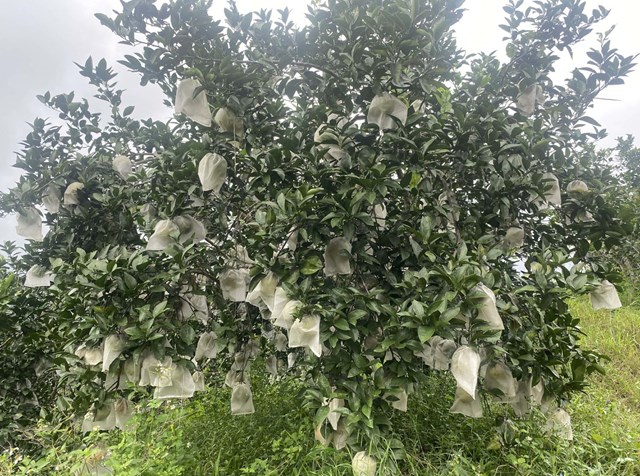 Vườn cam được bọc cẩn thận tr&aacute;nh s&acirc;u bệnh, ong bướm ch&iacute;ch v&agrave;o, để kh&ocirc;ng phải sử dụng đến thuốc BVTV