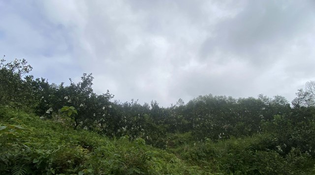 Vườn cam hơn 2ha của gia đ&igrave;nh chị Hạnh được trồng tr&ecirc;n đồi cao, gi&uacute;p cam đ&oacute;n nhận được nhiều &aacute;nh nắng hơn