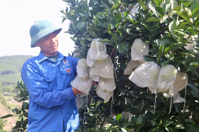 Anh Bảo đ&atilde; tạo thương hiệu ri&ecirc;ng cho vườn cam của m&igrave;nh