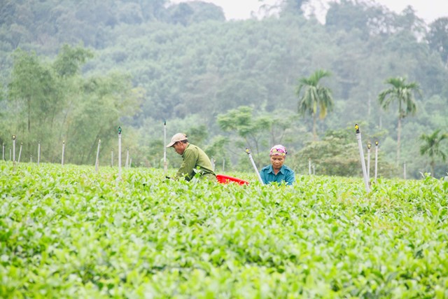 Những b&agrave;n tay nhanh thoăn thoắt đang h&aacute;i những b&uacute;p ch&egrave; non mơn mỡn để kịp đưa về X&iacute; nghiệp