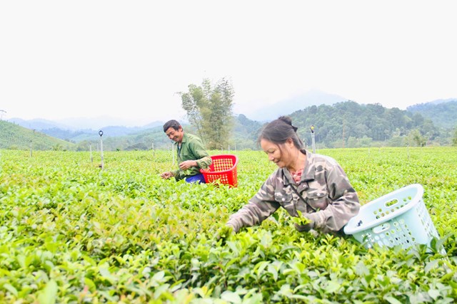 C&acirc;y ch&egrave; gi&uacute;p người d&acirc;n x&atilde; Sơn Hồng thay đổi cuộc sống