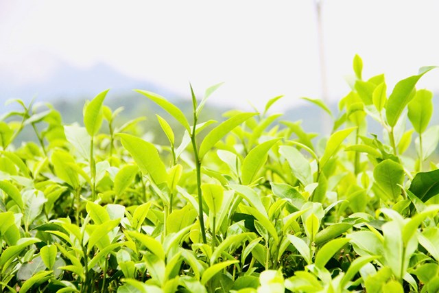 C&acirc;y ch&egrave; hợp với kh&iacute; hậu, thổ nhưỡng n&ecirc;n ph&aacute;t triển kh&aacute; tốt.