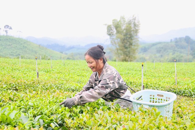 C&acirc;y ch&egrave; được xem l&agrave; c&acirc;y ph&aacute;t triển kinh tế mũi nhọn của x&atilde; Sơn Hồng