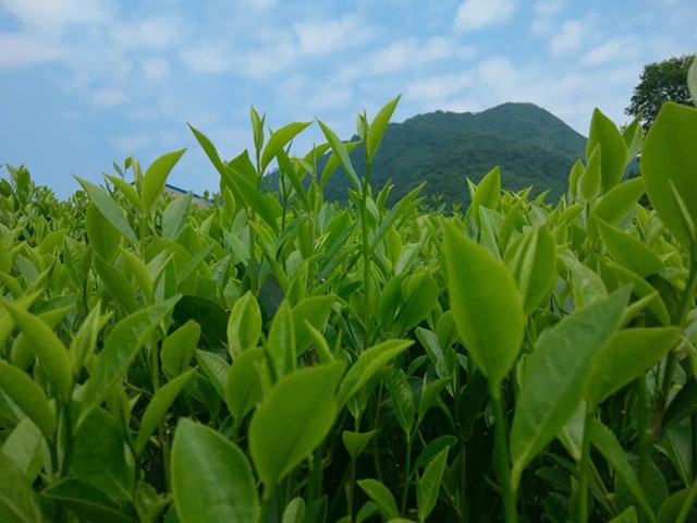 Những b&uacute;p ch&egrave; xanh non mơn mởn đưa nhau khoe sắc tr&ecirc;n những quả đồi Thọ B&igrave;nh